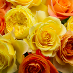 2015・Yellow Roses