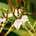 Brassia-Eternal-Wind-'Summer-Dream'(Spider-Orchid)
